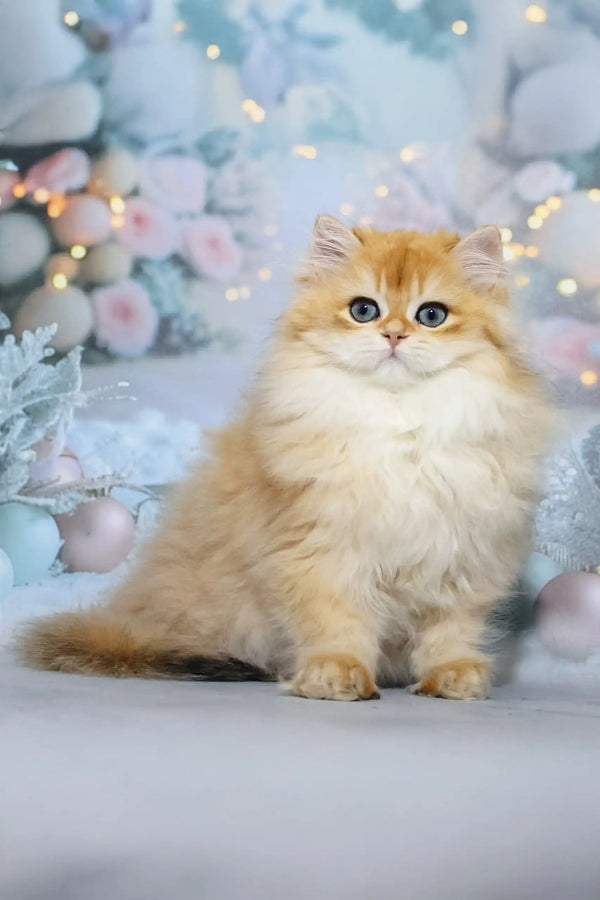 Fluffy golden British Longhair kitten named Valeriya with bright blue eyes
