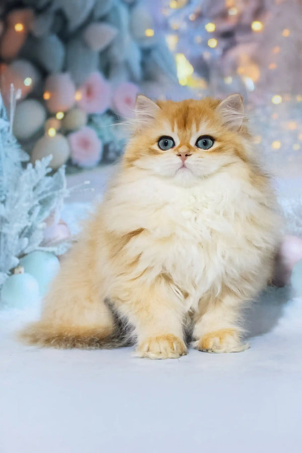 Fluffy golden Valeriya British Longhair kitten with playful eyes and soft fur