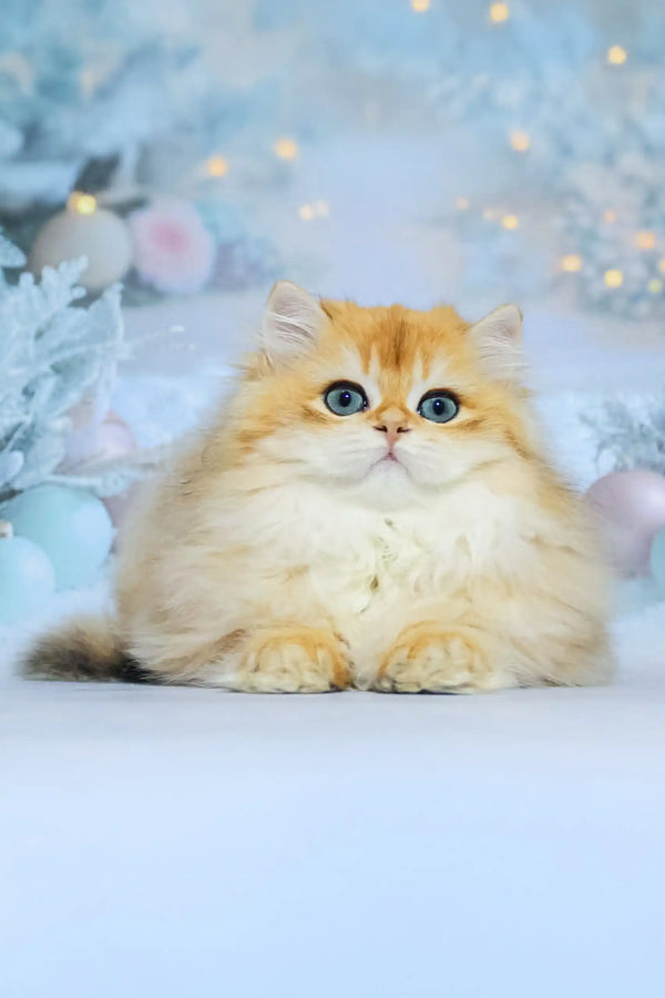 Fluffy golden Valeriya British Longhair kitten with stunning blue eyes