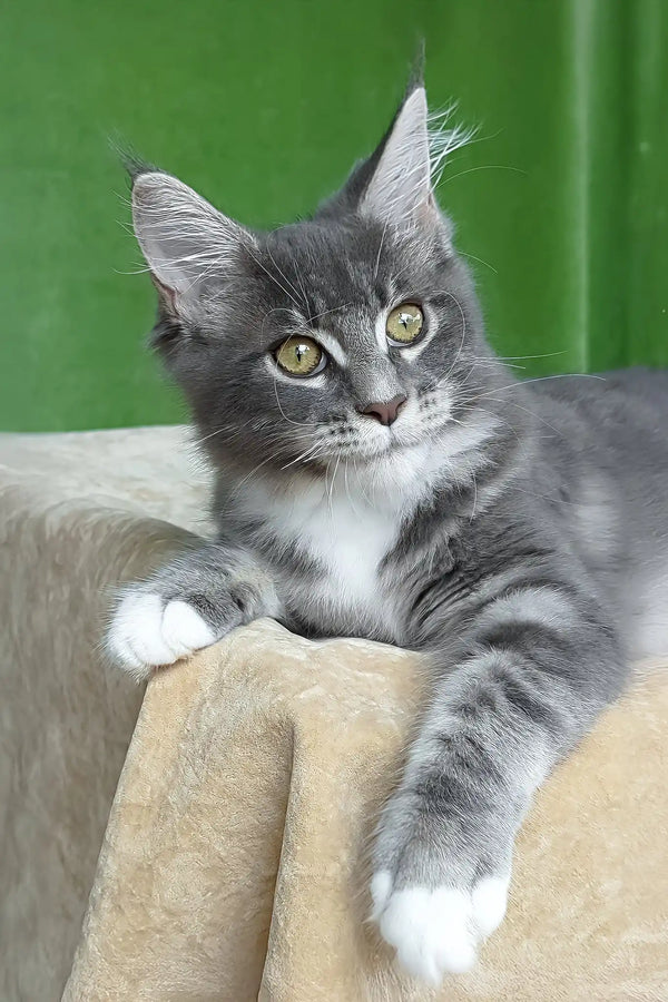 Valery | maine coon kitten