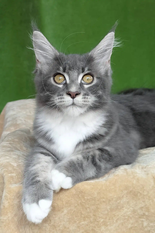 Valery | maine coon kitten
