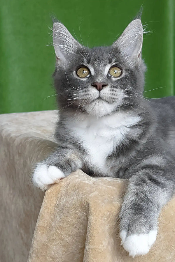 Valery | maine coon kitten