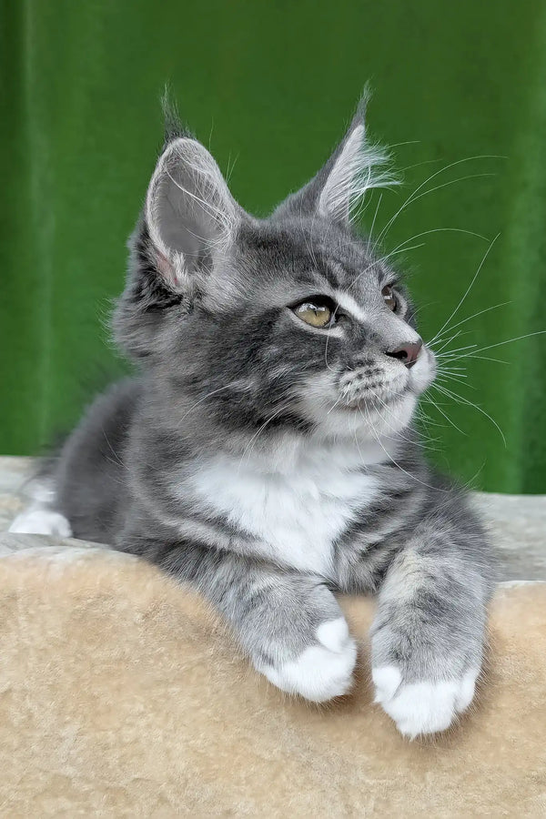 Valery | maine coon kitten
