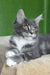 Valery | maine coon kitten