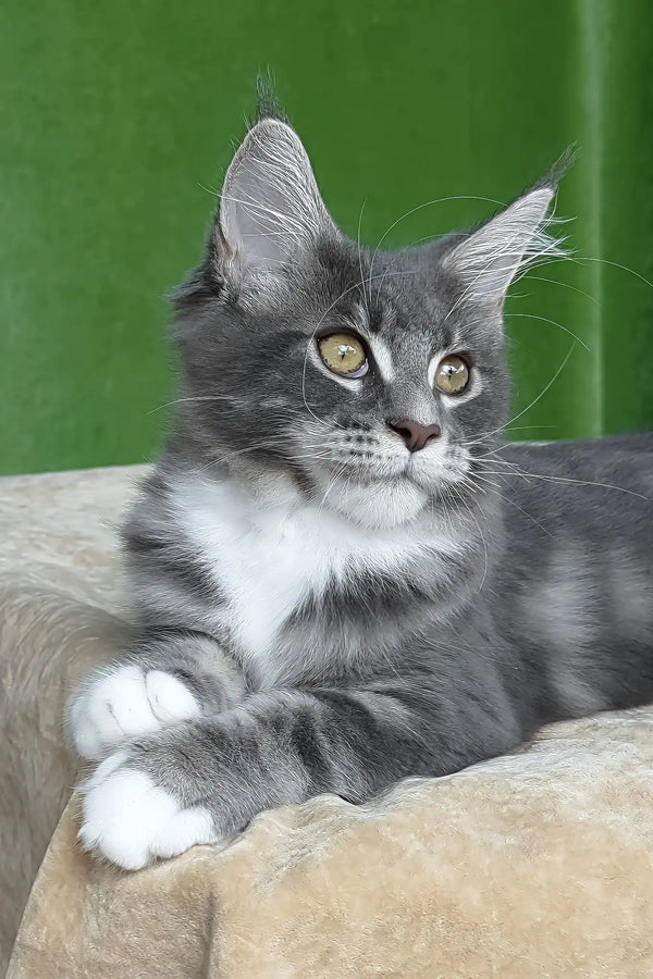 Valery | maine coon kitten