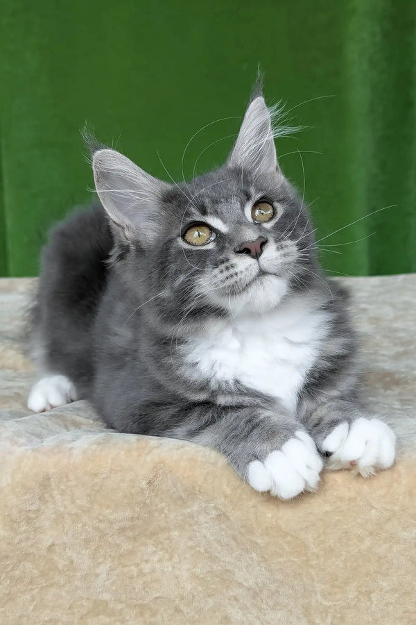 Valery | maine coon kitten