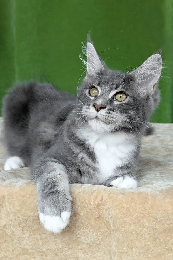 Valery | maine coon kitten