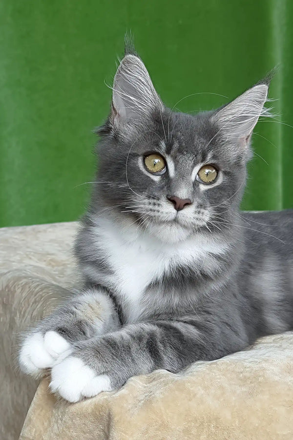 Valery | maine coon kitten