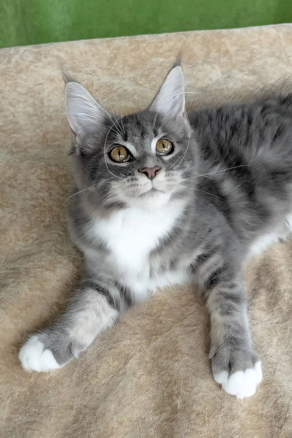 Valery | maine coon kitten