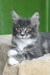 Valery | maine coon kitten