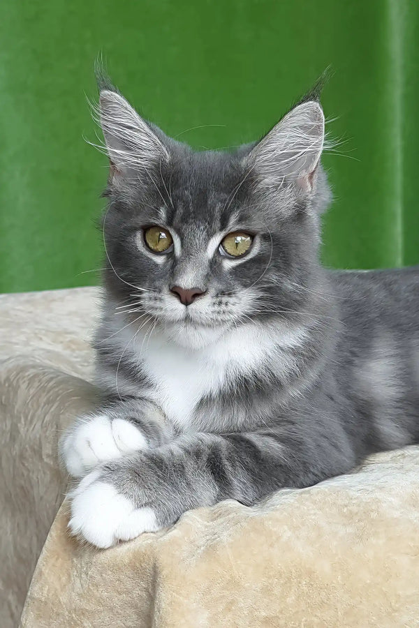 Valery | maine coon kitten