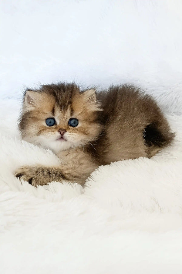 Valli | british longhair kitten
