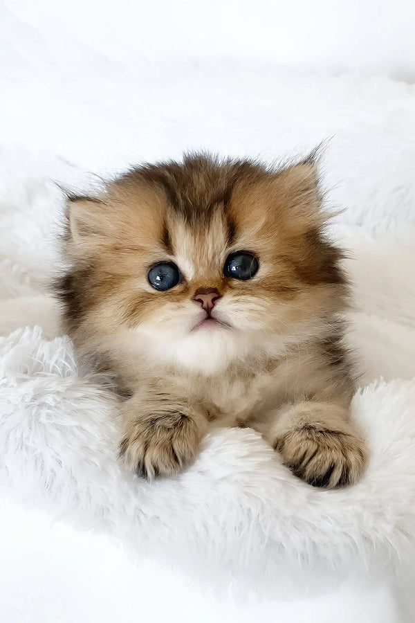 Valli | british longhair kitten