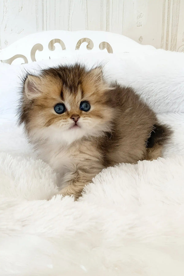 Valli The Sweet British Longhair Kitten