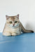 Vanda | british shorthair kitten