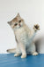 Vanda | british shorthair kitten