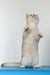 Vanda | british shorthair kitten