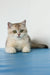 Vanda | british shorthair kitten