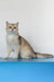 Vanda | british shorthair kitten