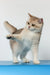 Vanda | british shorthair kitten