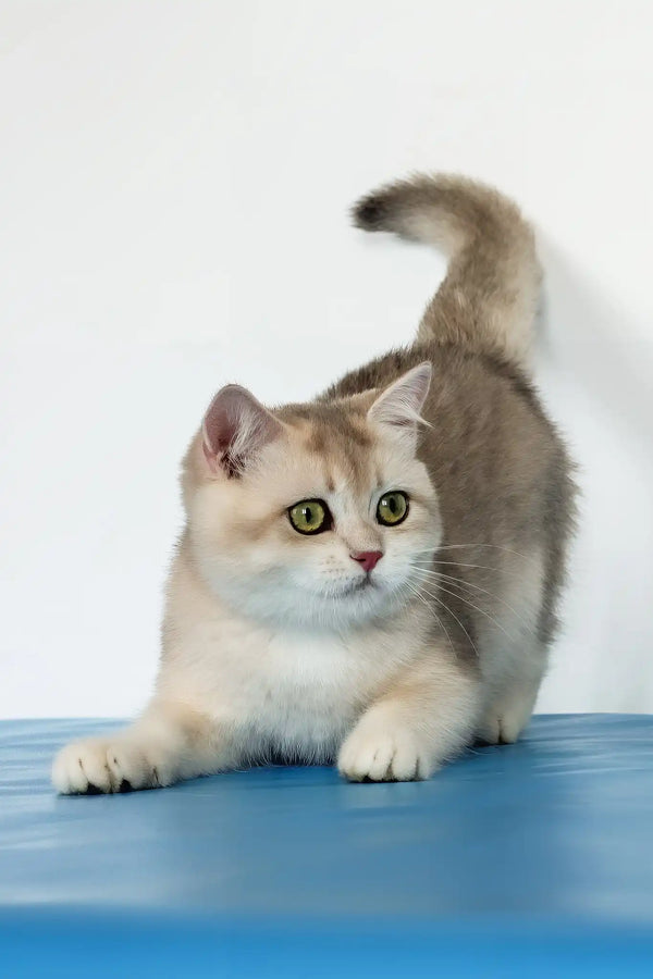 Vanda | british shorthair kitten