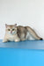 Vanda | british shorthair kitten