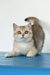 Vanda | british shorthair kitten