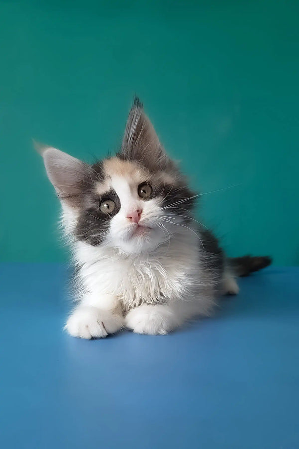 Vanessa | maine coon kitten