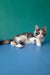 Vanessa | maine coon kitten