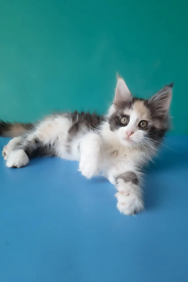 Vanessa | maine coon kitten