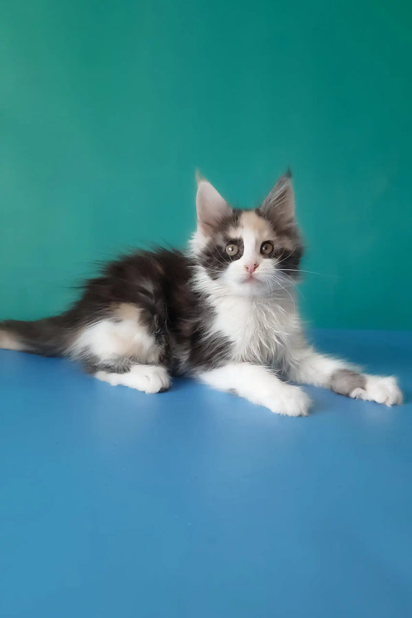 Vanessa | maine coon kitten