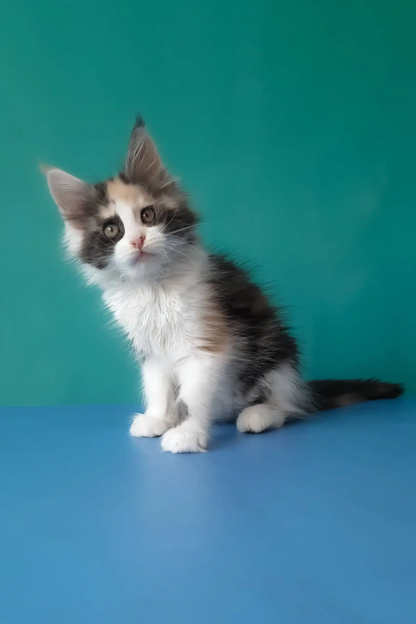 Vanessa | maine coon kitten