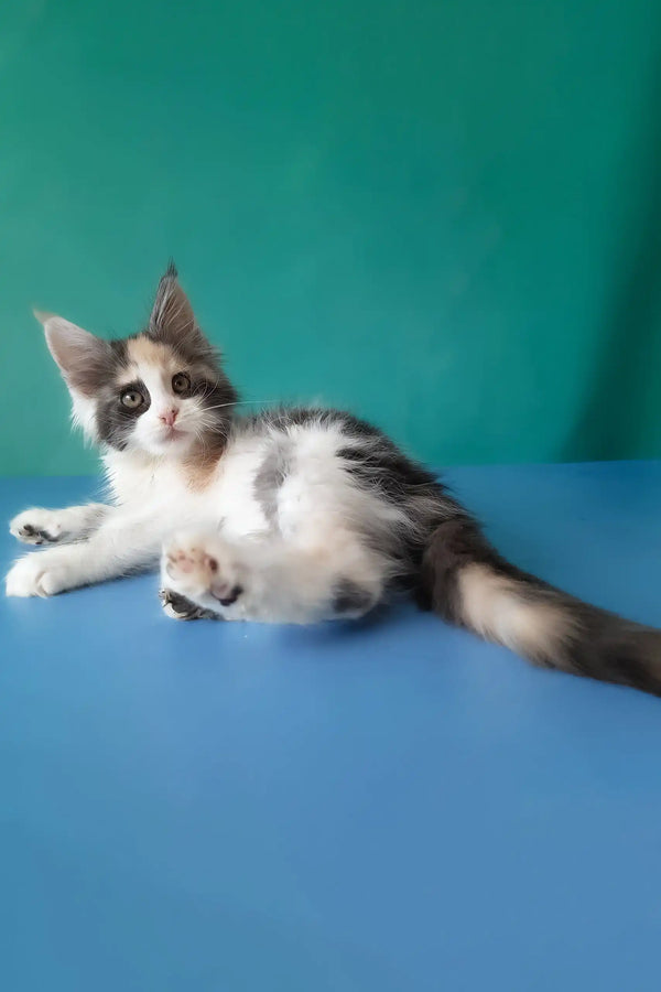 Vanessa | maine coon kitten