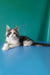 Vanessa | maine coon kitten