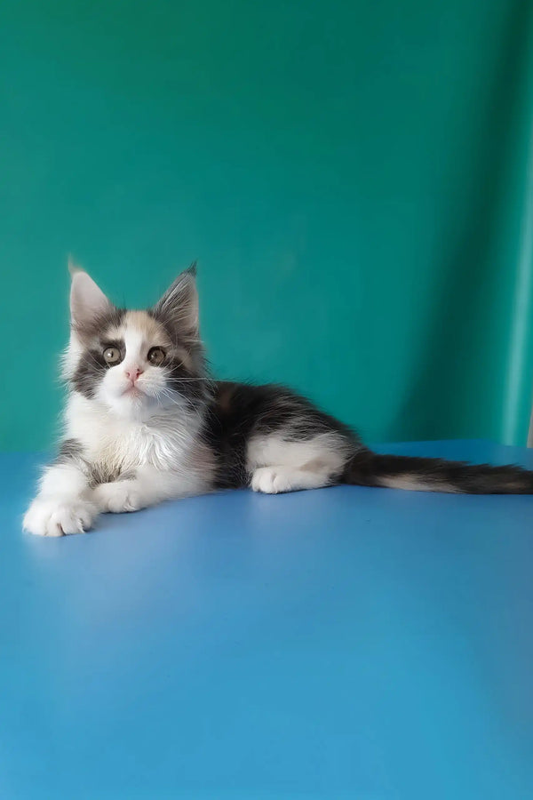 Vanessa | maine coon kitten