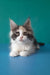 Vanessa | maine coon kitten