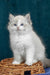Vanessa | ragdoll kitten