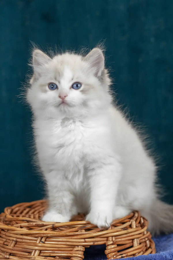 Vanessa | ragdoll kitten