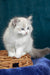 Vanessa | ragdoll kitten