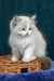 Vanessa | ragdoll kitten