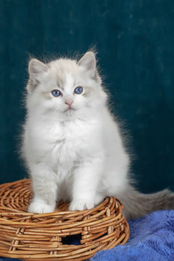 Vanessa | ragdoll kitten