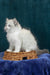 Vanessa | ragdoll kitten