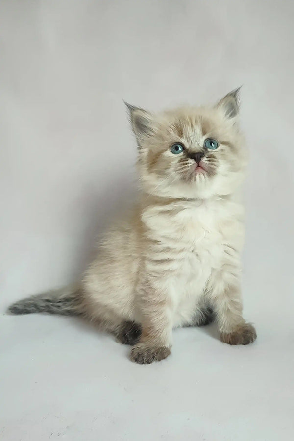 Cream-colored Ragdoll kitten with blue eyes and darker points, perfect for Vanessa Siberian Kitten