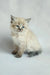 Fluffy cream Ragdoll kitten with blue eyes and dark ears in Vanessa Siberian Kitten