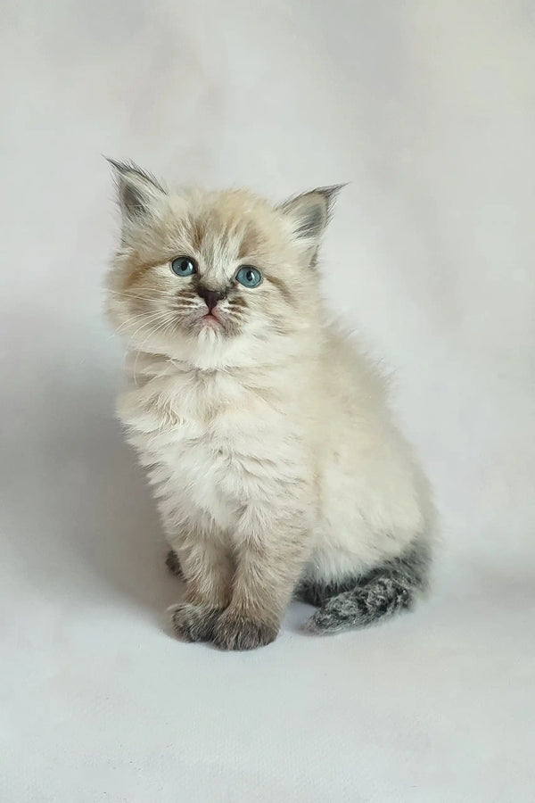 Fluffy cream Ragdoll kitten with blue eyes and dark points for Vanessa Siberian Kitten