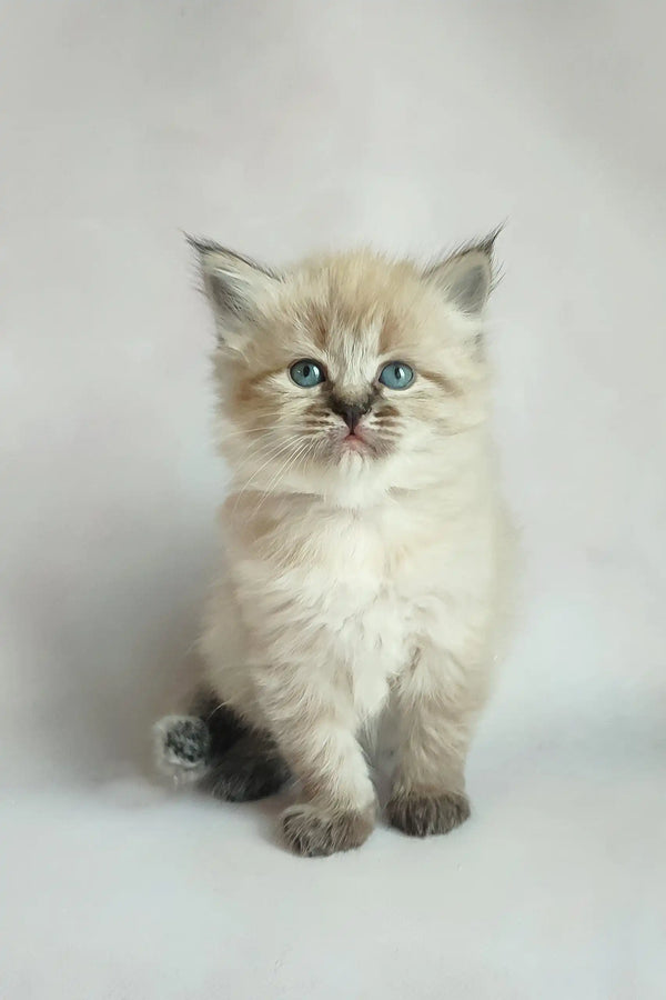 Adorable Ragdoll kitten with blue eyes and cream fur, part of Vanessa | Siberian Kitten