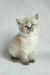 Ragdoll kitten with blue eyes and cream fur, featured in Vanessa | Siberian Kitten