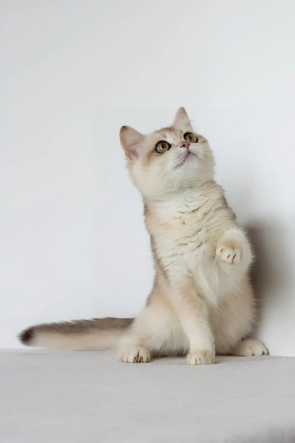 Vanilla | british shorthair kitten