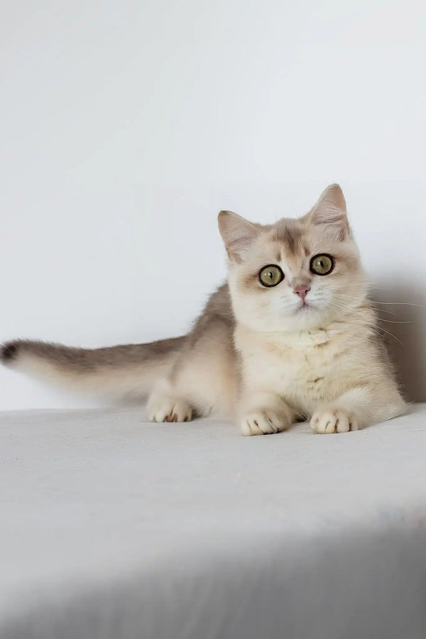 Vanilla | british shorthair kitten