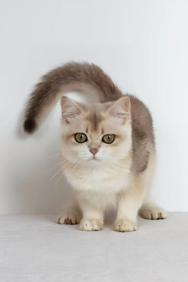 Vanilla | british shorthair kitten